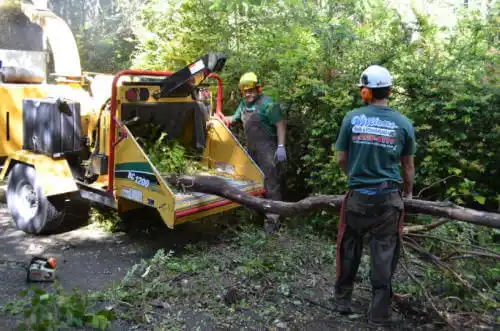 tree services Discovery Bay